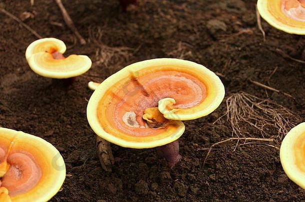 灵芝灵芝蘑菇自然