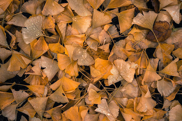 湿下降银杏叶子地面水滴多雨的一天西雅图秋天