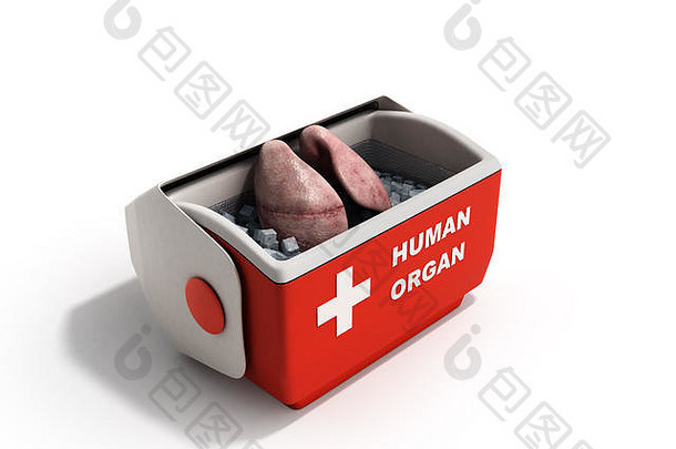 器官运输概念开放人类器官冰箱盒子红色的渲染白色背景
