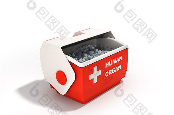 开放人类器官冰箱盒子红色的渲染白色