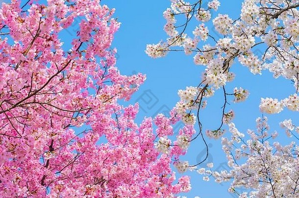 樱桃花朵完整的布鲁姆武汉东湖<strong>樱花</strong>花园温暖的春天