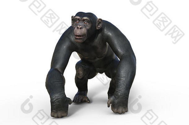 黑猩猩猴子灵长类动物猿走野生动物孤立的白色背景插图