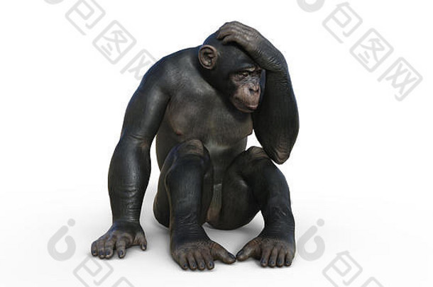 黑猩猩猴子灵长类动物猿思考野生动物孤立的白色背景插图