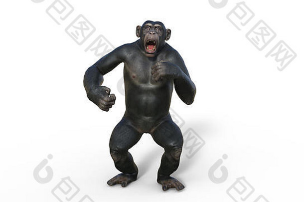 黑猩猩猴子灵长类动物猿尖叫野生动物孤立的白色背景插图
