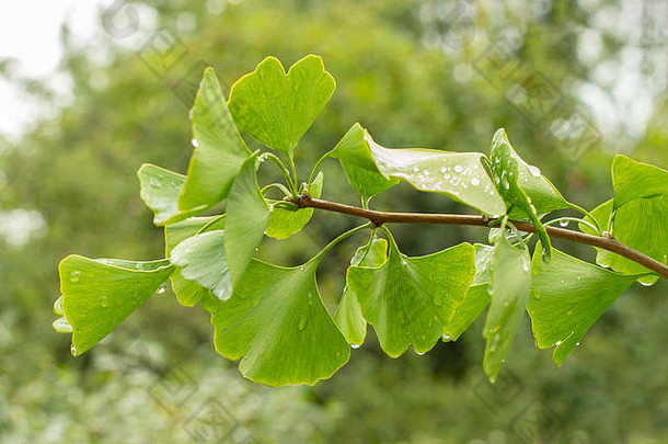 银杏树分支绿色叶子滴水雨药用植物Herbal治疗