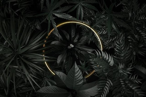 呈现圆金形状热带植物平躺珍贵的自然风格概念