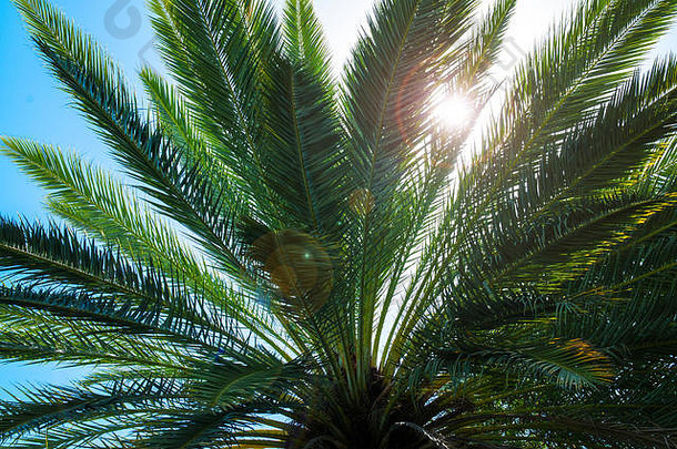 棕榈树叶子树叶棕榈树棕榈树<strong>蓝色</strong>的天空