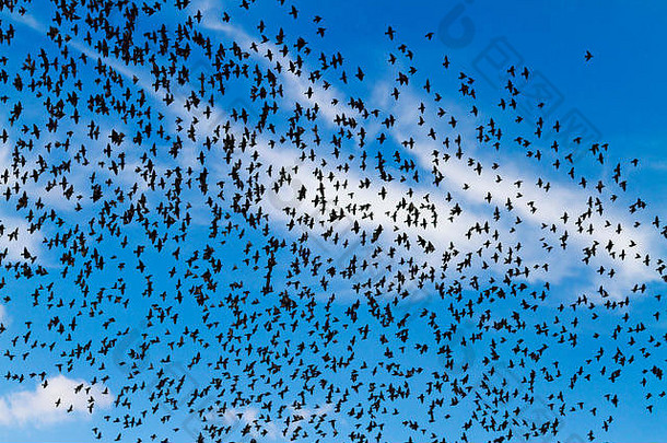 群黑色的鸟美丽的蓝色的天空