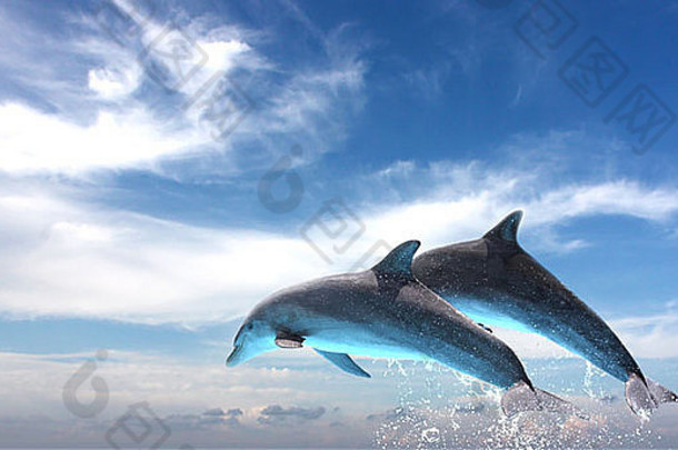 夫妇海豚跳蓝色的天空背景