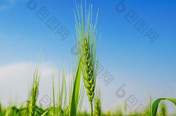 绿色小麦耳朵农场蓝色的天空背景