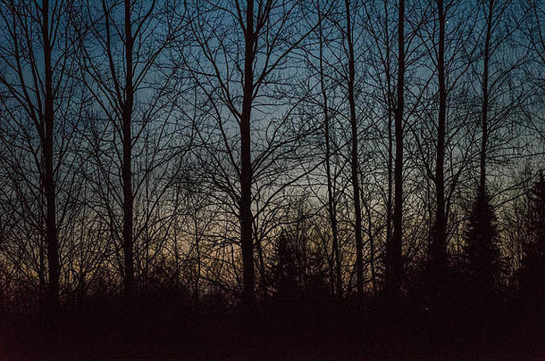 树冬天晚上黑暗天空背景