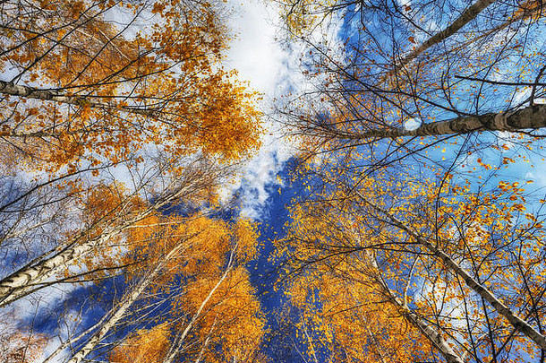 秋天森林树皇冠天空背景