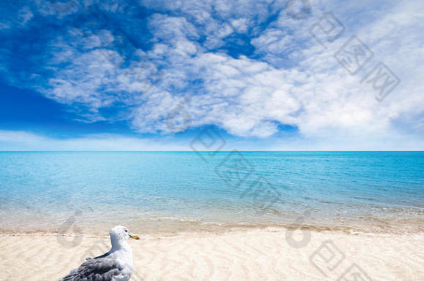 关闭海鸥前景桑迪海滩夏天一天浅深度场海天空背景