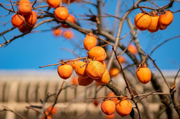 柿子树成熟的橙色水果晚些时候秋天蓝色的天空背景水果