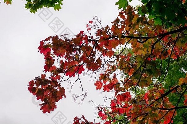 枫木树红色的叶子天空背景秋天<strong>主题</strong>