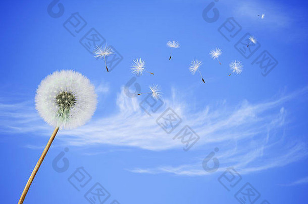 毛茸茸的蒲公英花种子吹蓝色的天空背景