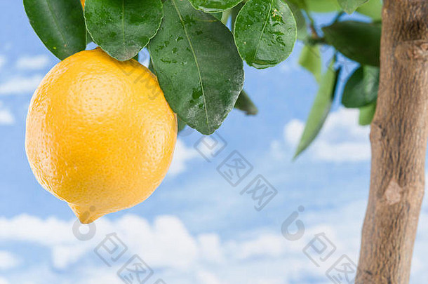 成熟的柠檬水果树蓝色的天空背景