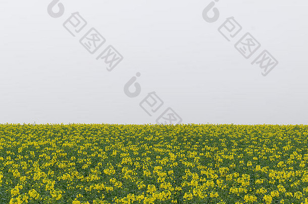 油菜籽场黄色的油菜花花孤立的白色天空背景芸苔属植物显著油料油菜花