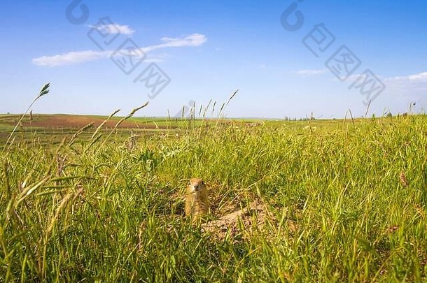 可爱的松鼠自然宽角自然照片绿色草蓝色的白色天空背景动物欧洲地面松鼠欧洲sousl精子