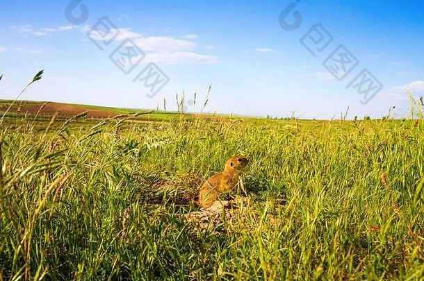 可爱的松鼠自然宽角自然照片绿色草蓝色的白色天空背景动物欧洲地面松鼠欧洲sousl精子