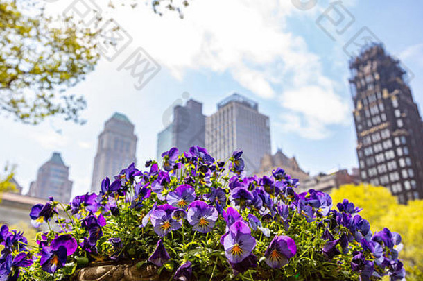 纽约曼哈顿市中心春天明亮的紫色的颜色三色紫罗兰模糊摩天大楼清晰的蓝色的天空背景
