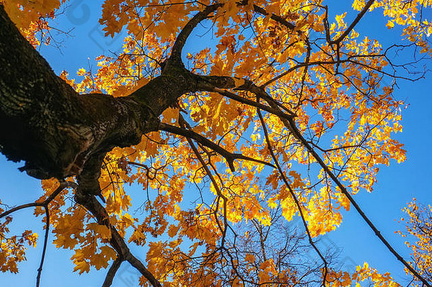 黄色的秋天颜色树叶分支黄色的叶子蓝色的万里无云的天空背景