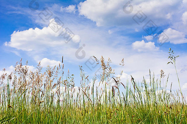 视图高草云蓝色的天空草地阳光明媚的春天一天