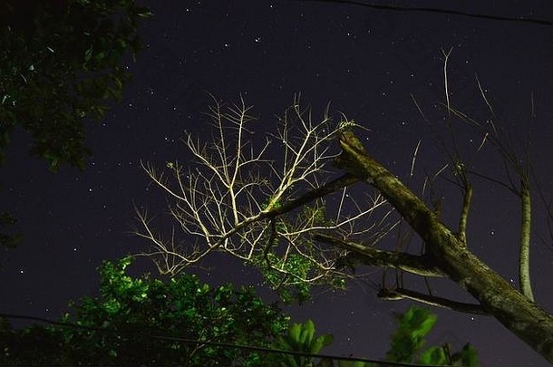 树树干分支机构布满星星的晚上<strong>天空</strong>背景捕获长曝光拍摄
