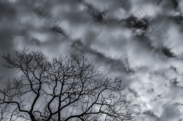轮廓死树分支灰色天空背景黑色的分支机构树自然纹理背景艺术背景伤心死孤独的希望
