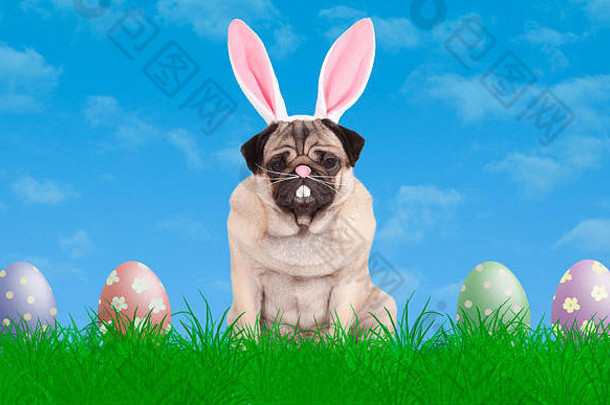 可爱的哈巴狗小狗狗坐着草穿兔子耳朵王冠色彩斑斓的柔和的复活节鸡蛋蓝色的天空背景