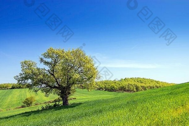 单树绿色草场清晰的蓝色的天空背景复制空间自然夏天阳光明媚的景观