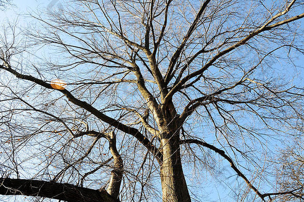 纠结的无叶的分支机构高成熟的冬眠树集清晰的蓝色的天空背景