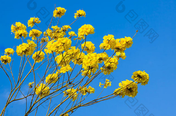黄色的塔贝布亚花开花蓝色的天空背景福州中国