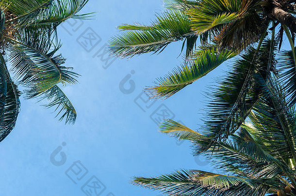 椰子手掌蓝色的天空背景过滤器影响