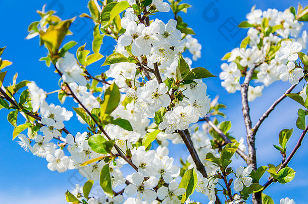 樱桃花朵白色花分支机构天空背景