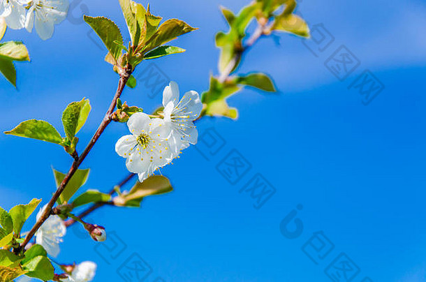 樱桃花朵白色花分支机构天空背景