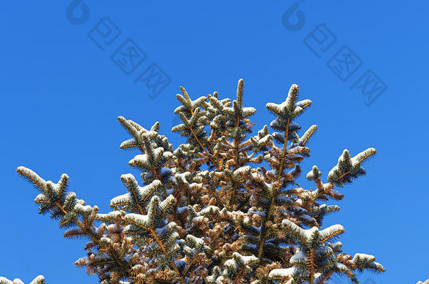 雪覆盖冷杉树视锥细胞蓝色的天空背景