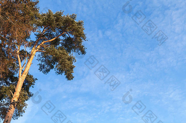 松树蓝色的天空背景自然照片复制空间区域