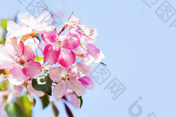 夏威夷风格花背景开花粉红色的花瓣花特写镜头水果树分支蓝色的天空背景阳光明媚的一天光浅深度场复制空间