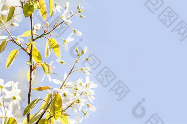 美丽的开花春天阳光明媚的一天花园景观开花白色花瓣水果树分支蓝色的天空背景浅深度场复制空间