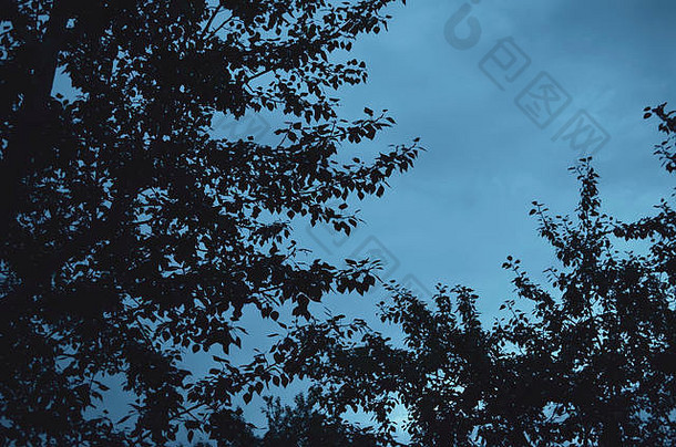 分支机构落叶树晚上多云的天空背景温暖的蓝色的音调