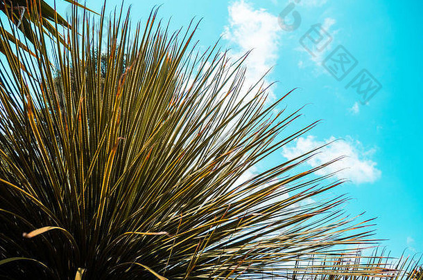 美丽的棕榈树叶子蓝色的天空背景南夏天季节