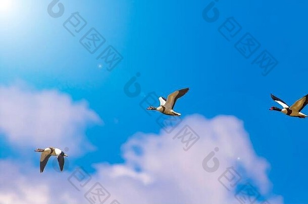 飞行鸟蓝色的天空背景鸟常见的雌麻鸭塔达斯塔达斯