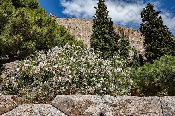 视图帕特农神庙岩石卫城雅典希腊白色夹竹桃松树环绕古老的纪念碑希腊蓝色的天空背景