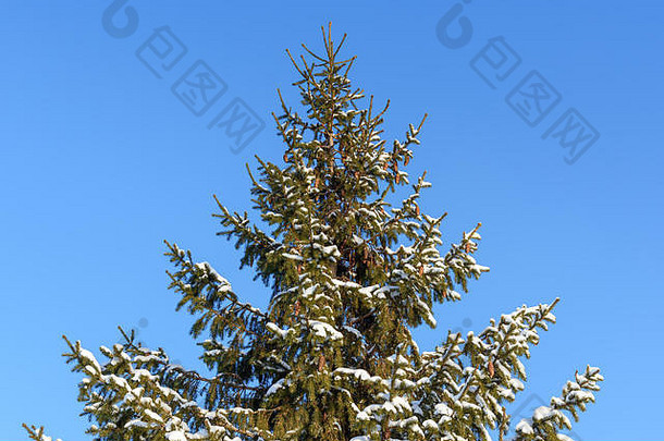 雪覆盖冷杉树视锥细胞蓝色的天空背景