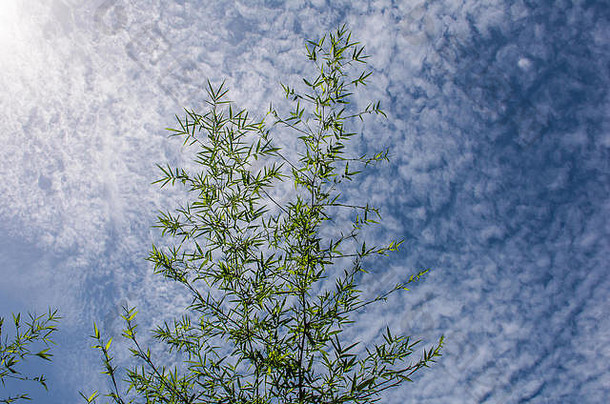 竹子叶子太阳光蓝色的天空背景