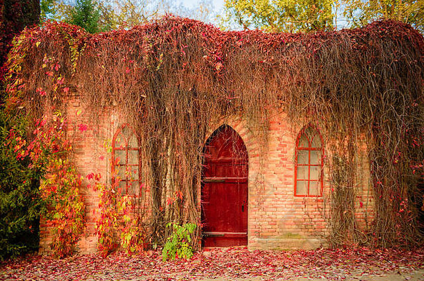 墙房子种植美丽的红色的植物被遗弃的公园秋天