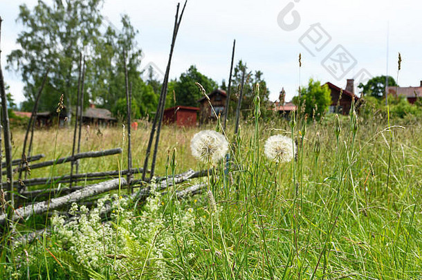 花球特拉戈波贡普拉滕西斯站绿色草地图片北瑞典