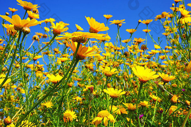 春天场黄色的新鲜的雏菊<strong>蓝色</strong>的天空
