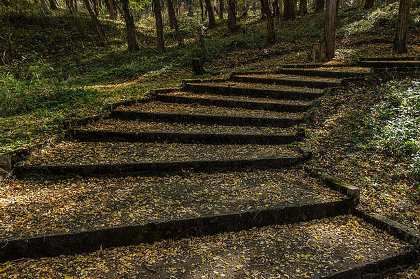 楼梯城市公园覆盖黄色的叶子